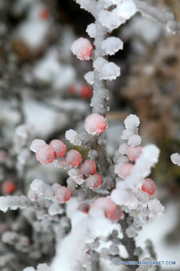 CHINA-HUNAN-NIEVE-PLANTAS