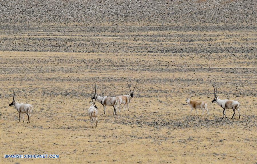 CHINA-QIANGTANG-FAUNA SILVESTRE-ANTILOPE TIBETANO-HABITAT