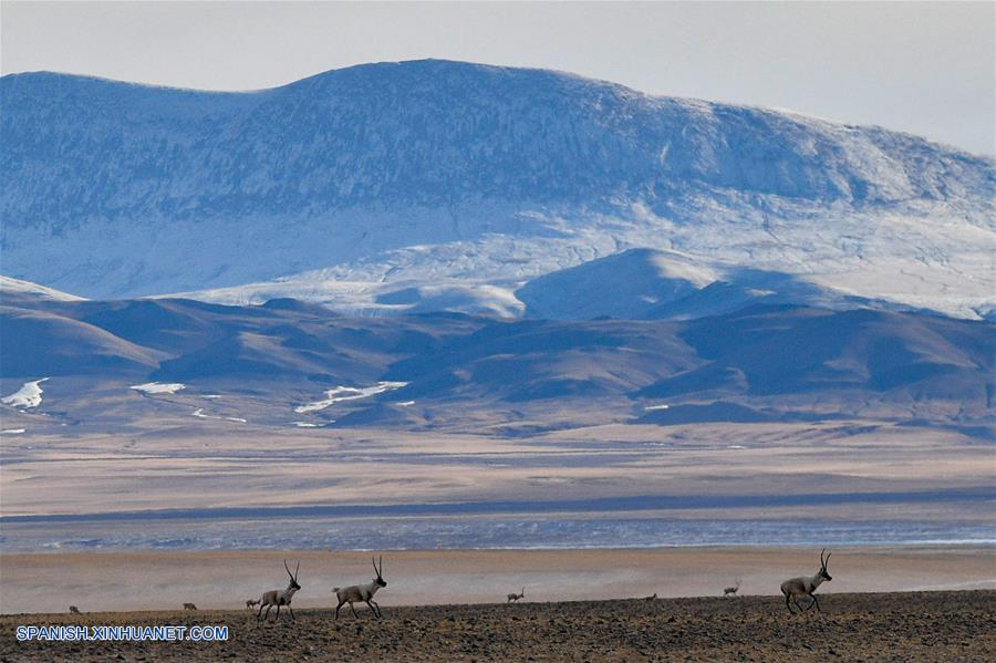 CHINA-QIANGTANG-FAUNA SILVESTRE-ANTILOPE TIBETANO-HABITAT