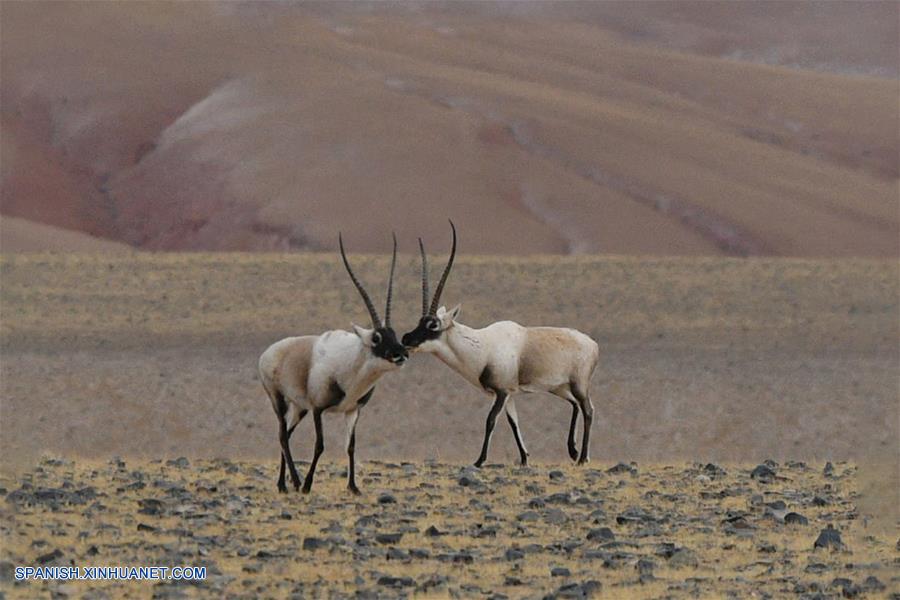 CHINA-QIANGTANG-FAUNA SILVESTRE-ANTILOPE TIBETANO-HABITAT