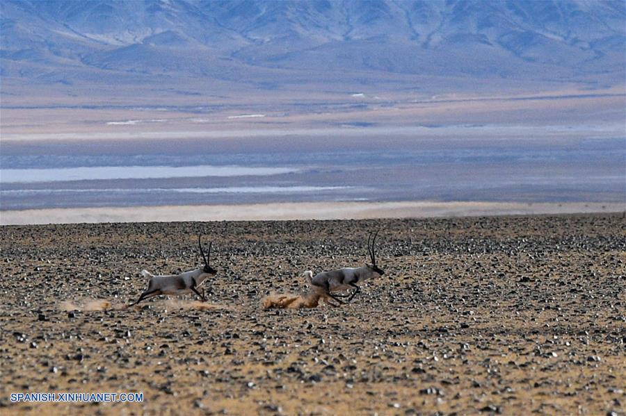 CHINA-QIANGTANG-FAUNA SILVESTRE-ANTILOPE TIBETANO-HABITAT