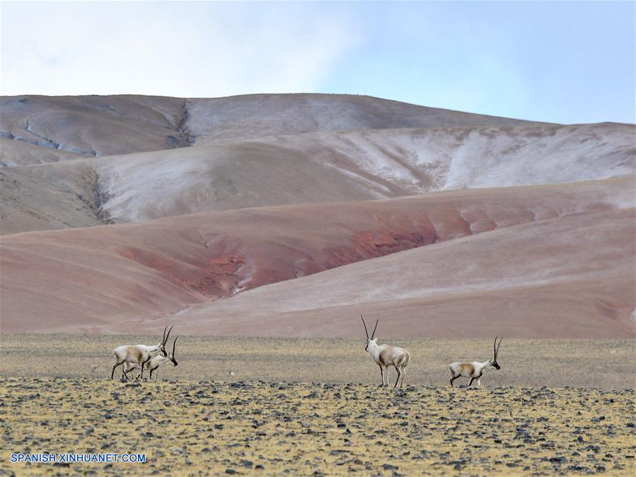 CHINA-QIANGTANG-FAUNA SILVESTRE-ANTILOPE TIBETANO-HABITAT