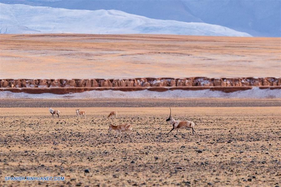 CHINA-QIANGTANG-FAUNA SILVESTRE-ANTILOPE TIBETANO-HABITAT