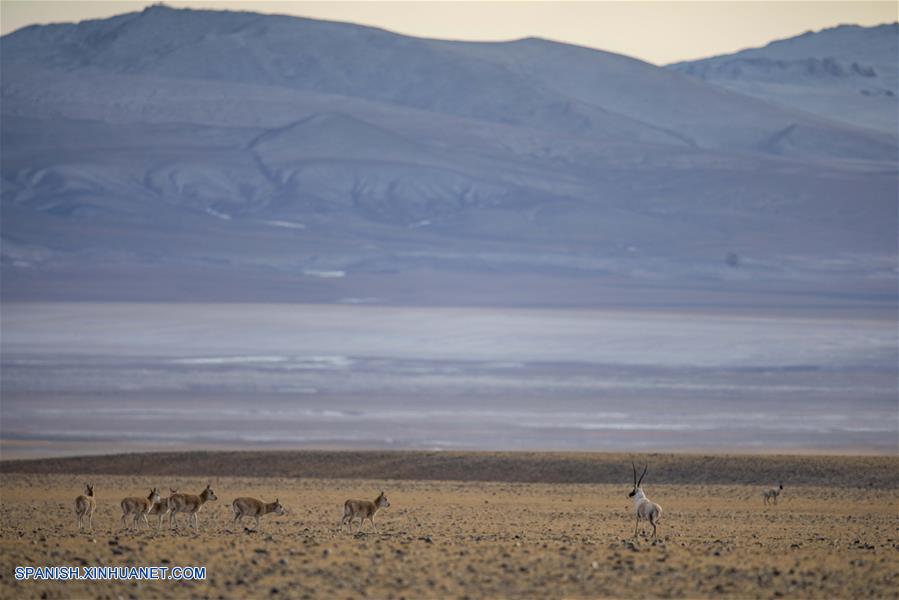 CHINA-QIANGTANG-FAUNA SILVESTRE-ANTILOPE TIBETANO-HABITAT