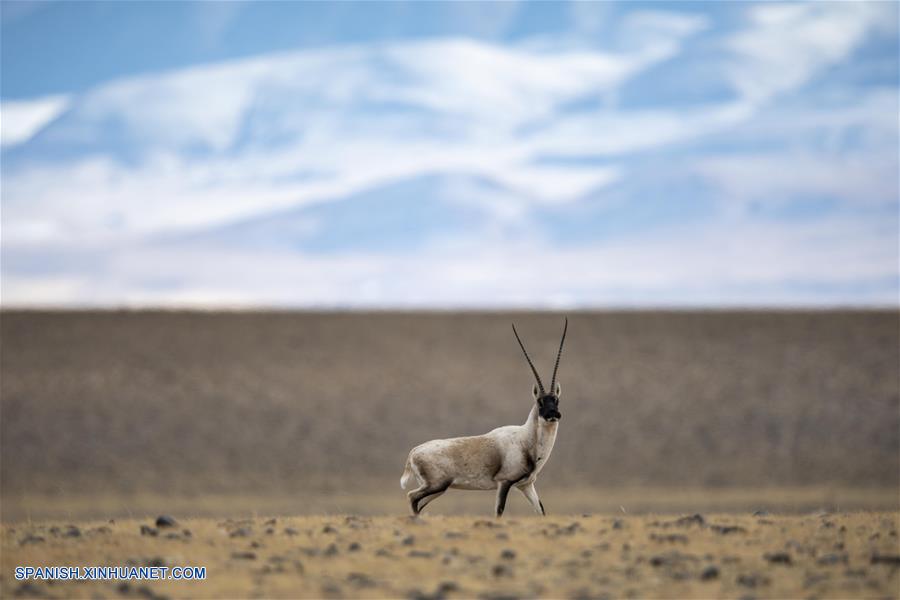 CHINA-QIANGTANG-FAUNA SILVESTRE-ANTILOPE TIBETANO-HABITAT