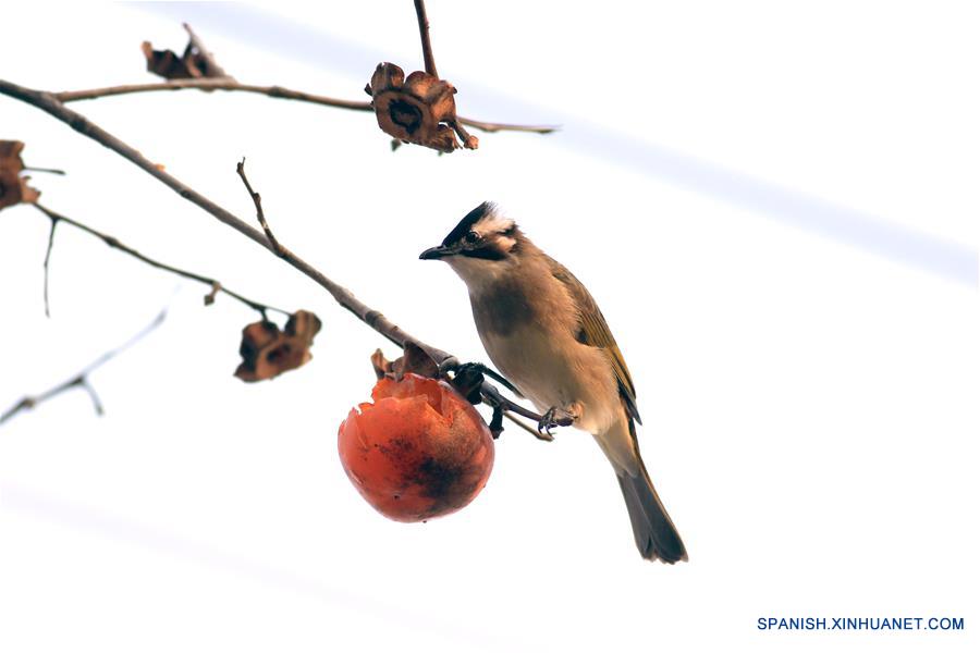 CHINA-JIANGSU-AVES-CAQUI
