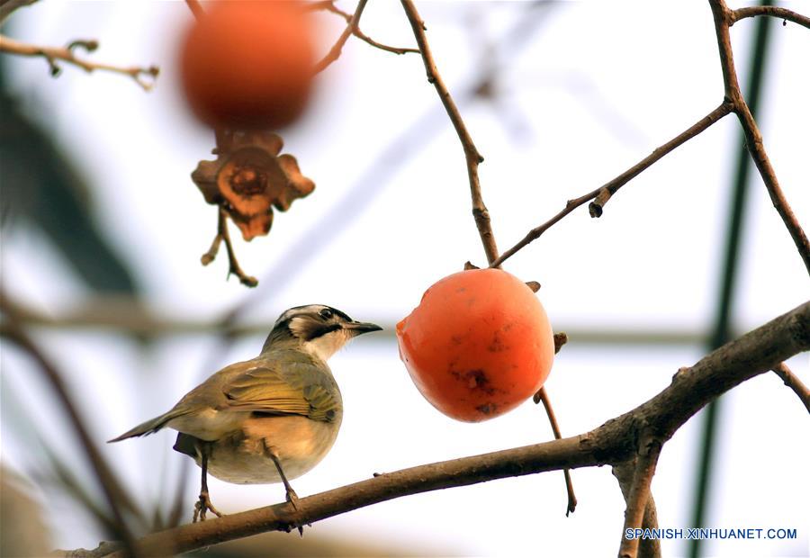 CHINA-JIANGSU-AVES-CAQUI