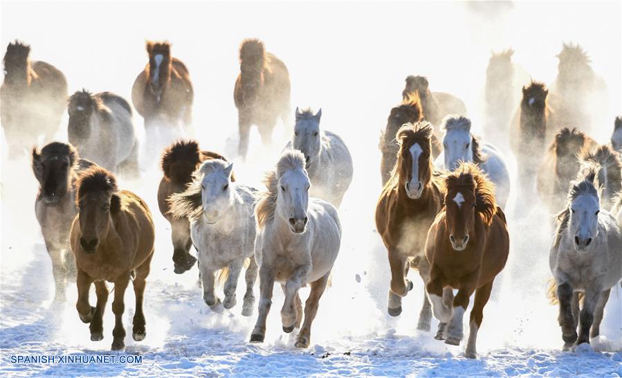 CHINA-CHIFENG-CABALLOS