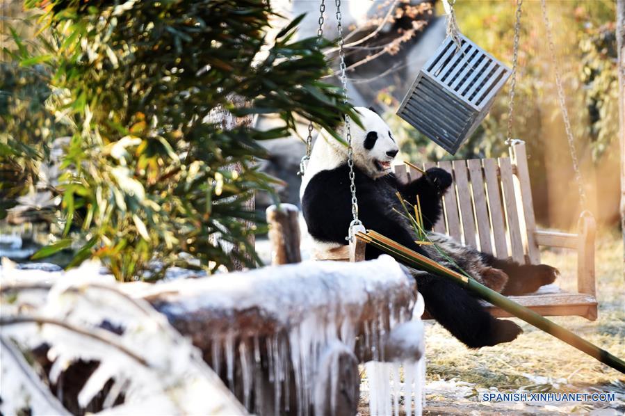 CHINA-SHANDONG-INVIERNO-PANDA GIGANTE