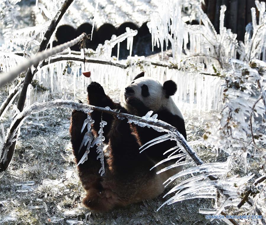 CHINA-SHANDONG-INVIERNO-PANDA GIGANTE
