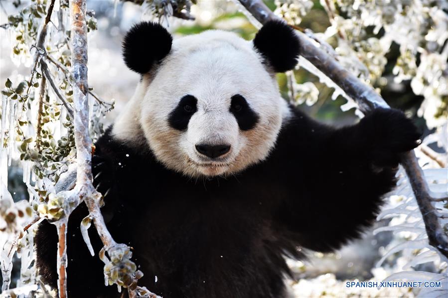 CHINA-SHANDONG-INVIERNO-PANDA GIGANTE
