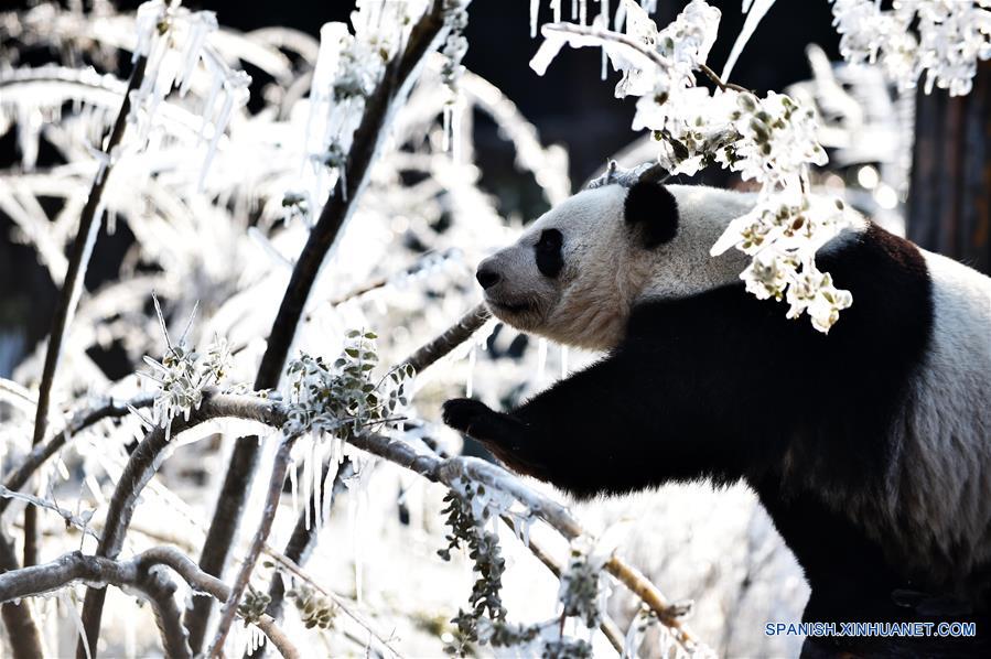 CHINA-SHANDONG-INVIERNO-PANDA GIGANTE