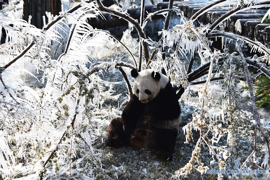 CHINA-SHANDONG-INVIERNO-PANDA GIGANTE