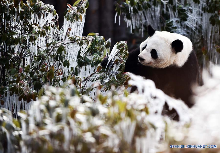 CHINA-SHANDONG-INVIERNO-PANDA GIGANTE