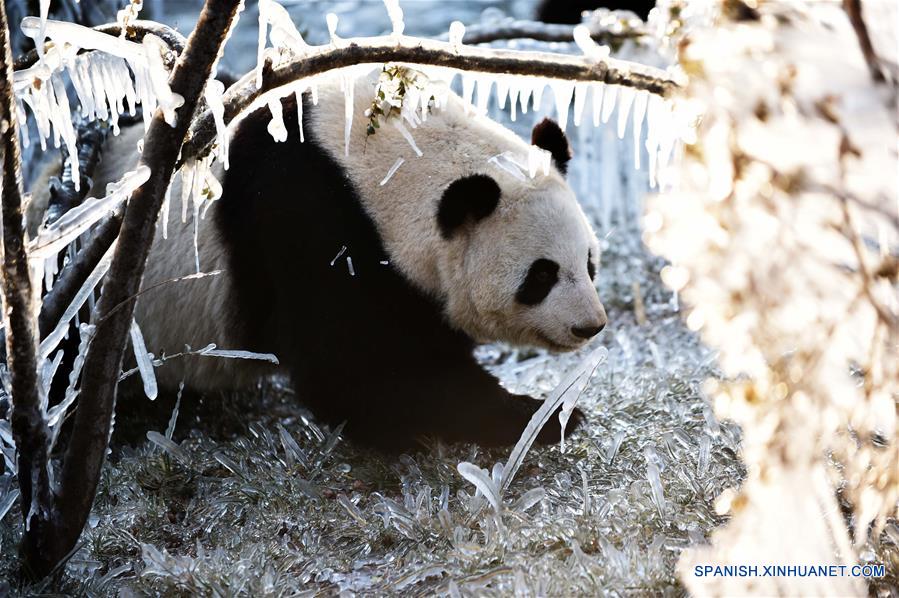 CHINA-SHANDONG-INVIERNO-PANDA GIGANTE