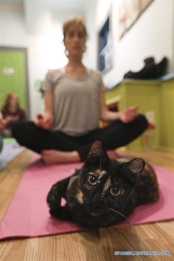 EEUU-HOUSTON-YOGA-GATOS