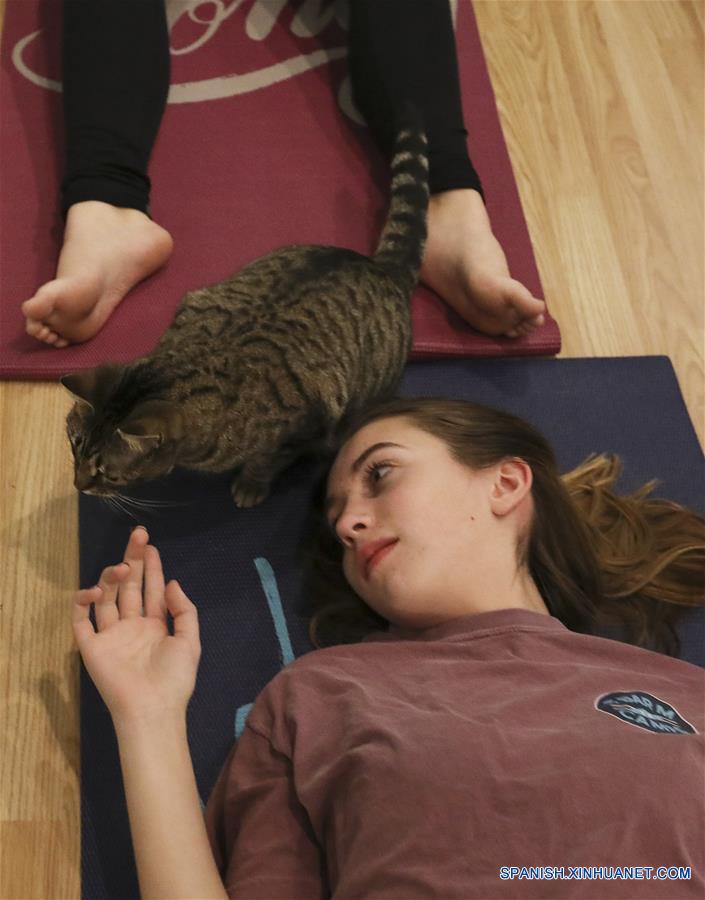 EEUU-HOUSTON-YOGA-GATOS