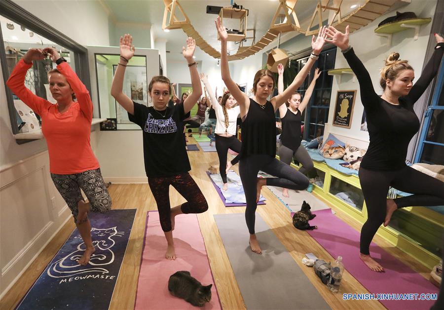 EEUU-HOUSTON-YOGA-GATOS