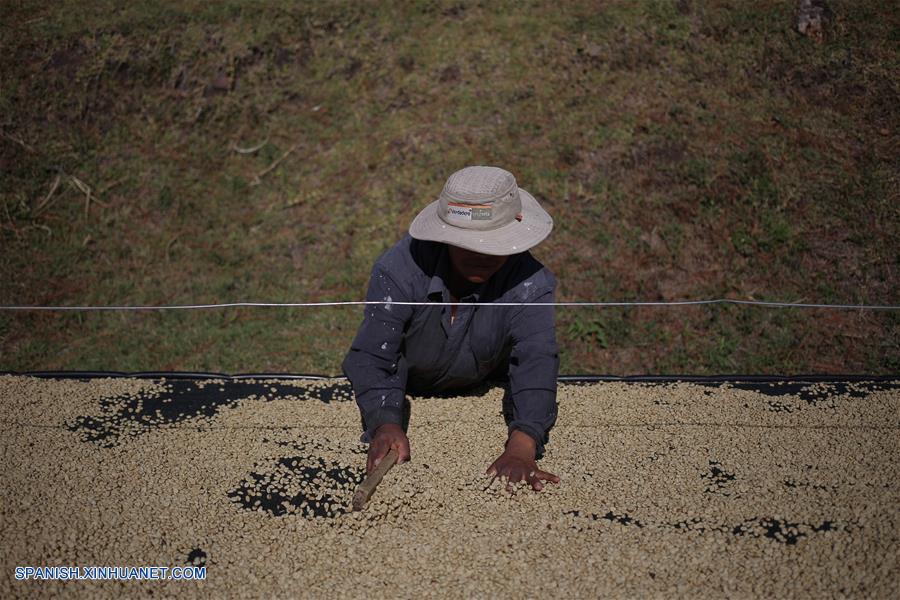 PANAMA-BOQUETE-CAFE GEISHA-SERIE