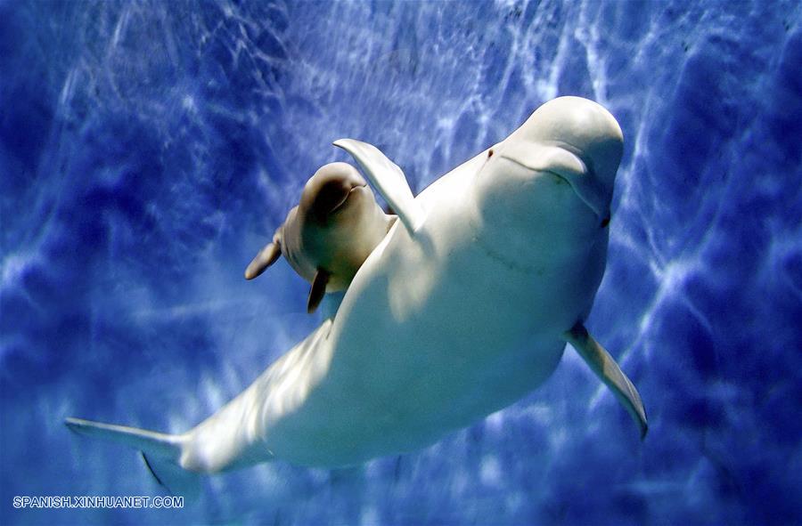 CHINA-GUANGDONG-BALLENA BLANCA