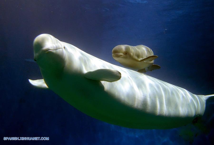 CHINA-GUANGDONG-BALLENA BLANCA