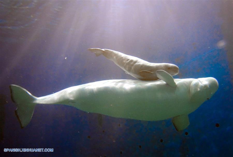 CHINA-GUANGDONG-BALLENA BLANCA