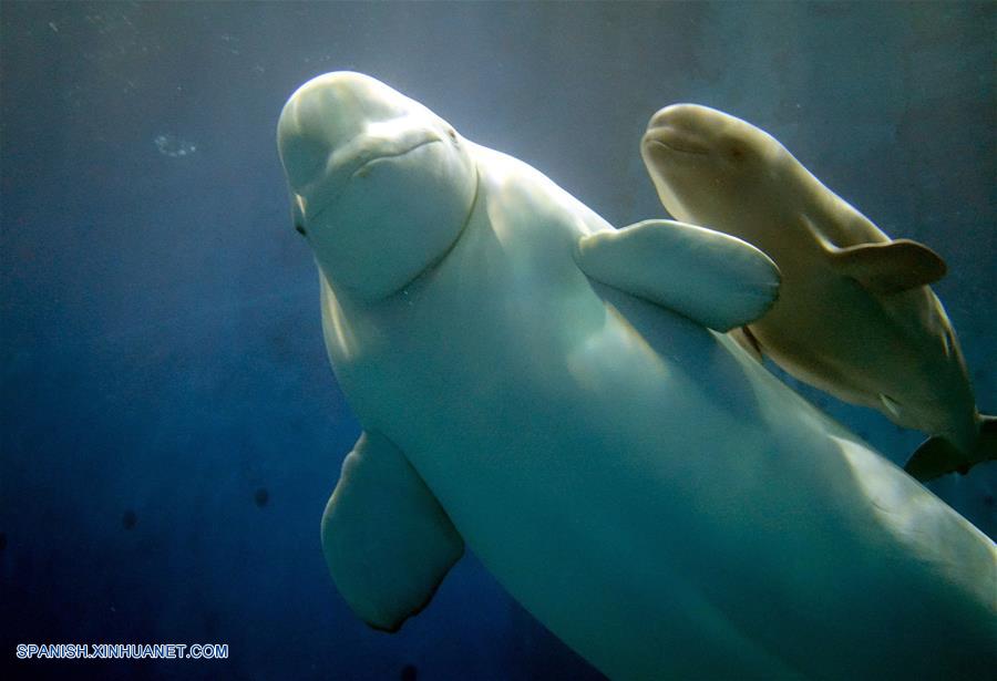 CHINA-GUANGDONG-BALLENA BLANCA