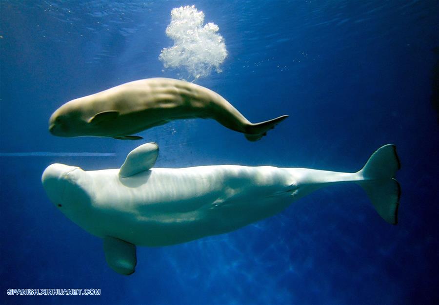 CHINA-GUANGDONG-BALLENA BLANCA