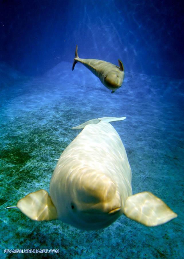 CHINA-GUANGDONG-BALLENA BLANCA