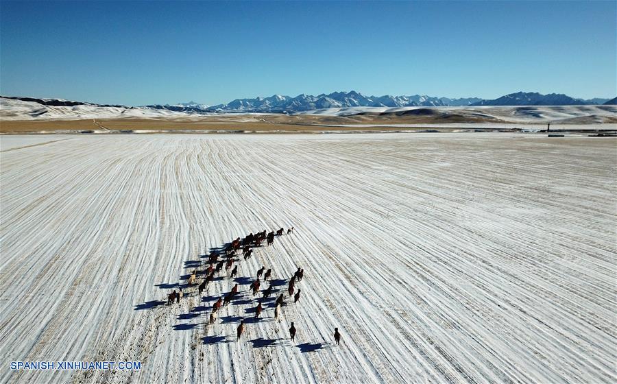 CHINA-GANSU-RANCHO SHANDAN-CABALLOS-SERIE