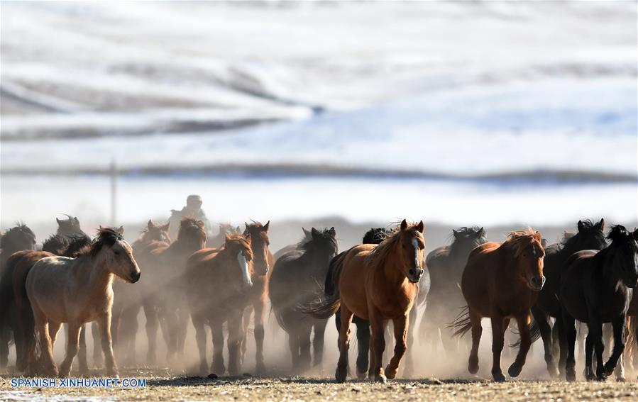 CHINA-GANSU-RANCHO SHANDAN-CABALLOS-SERIE