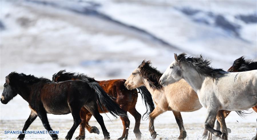 CHINA-GANSU-RANCHO SHANDAN-CABALLOS-SERIE