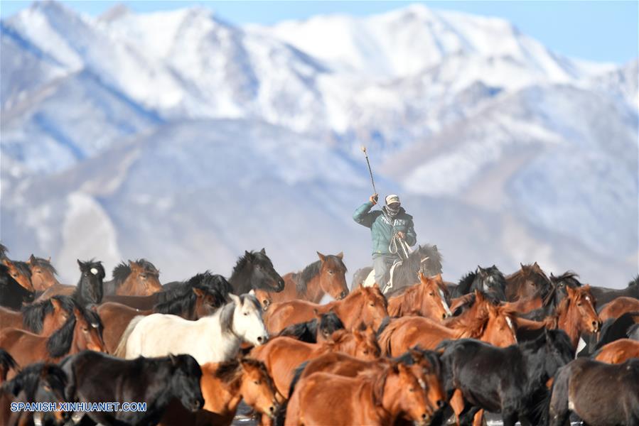 CHINA-GANSU-RANCHO SHANDAN-CABALLOS-SERIE