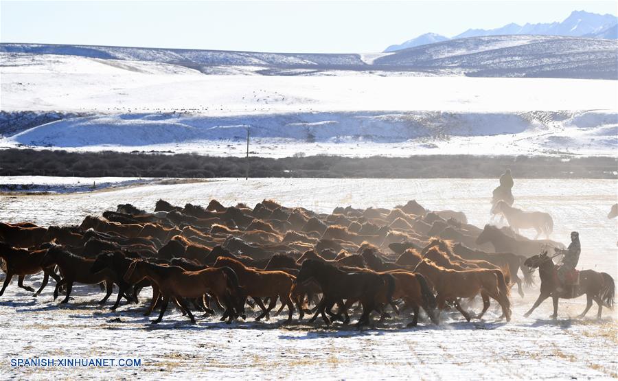 CHINA-GANSU-RANCHO SHANDAN-CABALLOS-SERIE
