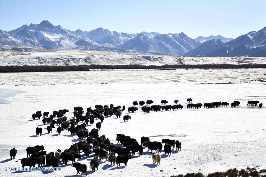 CHINA-GANSU-RANCHO SHANDAN-CABALLOS-SERIE