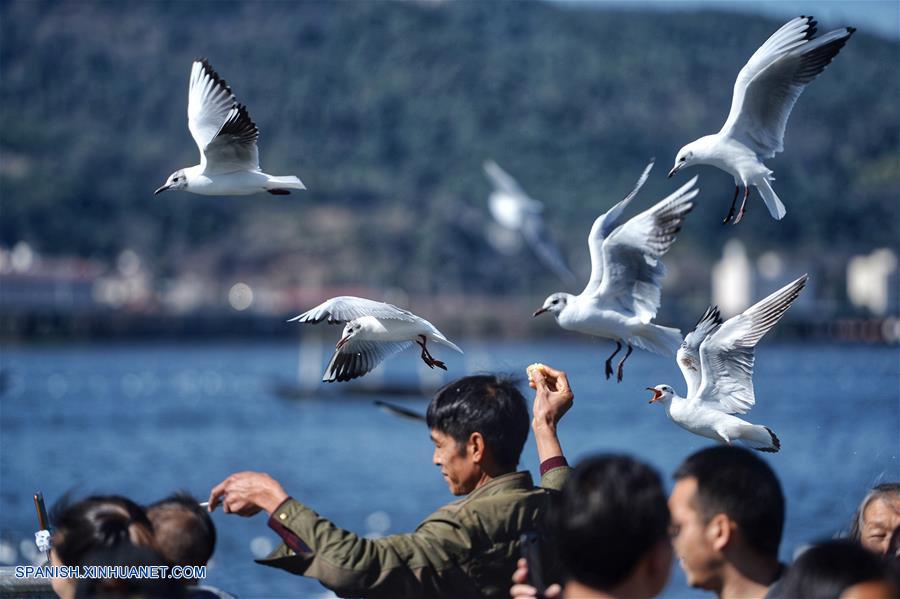 CHINA-YUNNAN-FESTIVAL DE PRIMAVERA-GAVIOTAS DE CABEZA NEGRA
