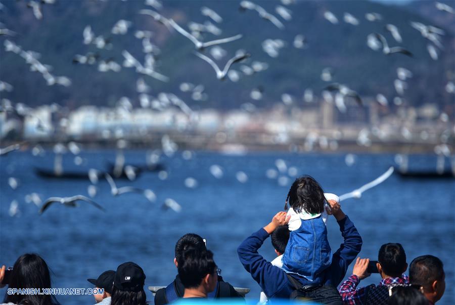 CHINA-YUNNAN-FESTIVAL DE PRIMAVERA-GAVIOTAS DE CABEZA NEGRA