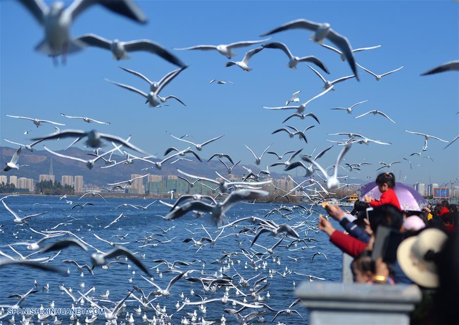 CHINA-YUNNAN-FESTIVAL DE PRIMAVERA-GAVIOTAS DE CABEZA NEGRA