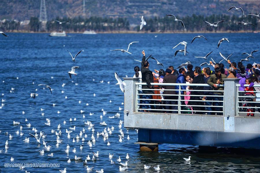 CHINA-YUNNAN-FESTIVAL DE PRIMAVERA-GAVIOTAS DE CABEZA NEGRA