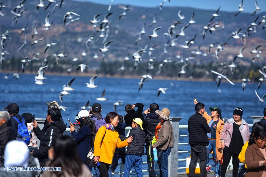 CHINA-YUNNAN-FESTIVAL DE PRIMAVERA-GAVIOTAS DE CABEZA NEGRA