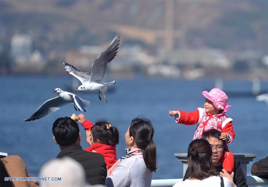 CHINA-YUNNAN-FESTIVAL DE PRIMAVERA-GAVIOTAS DE CABEZA NEGRA