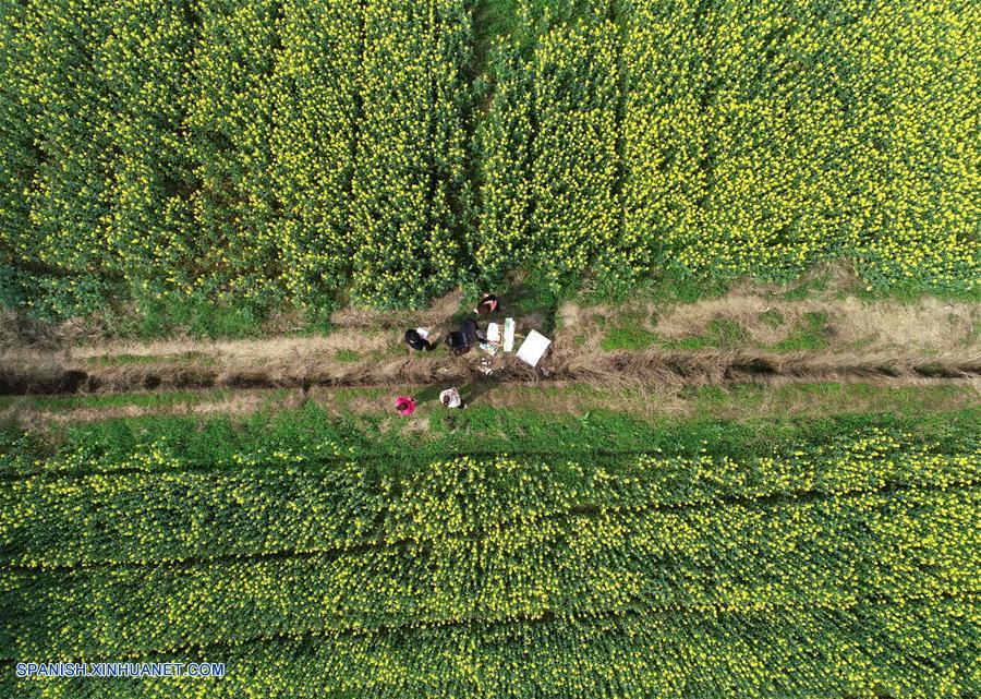 CHINA-JIANGXI-CAMPOS DE COLZA