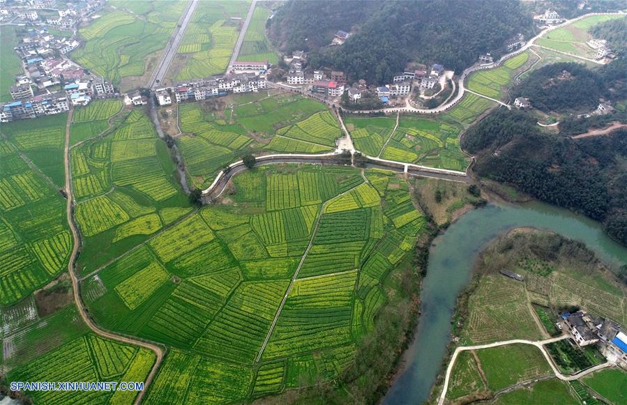 CHINA-JIANGXI-CAMPOS DE COLZA