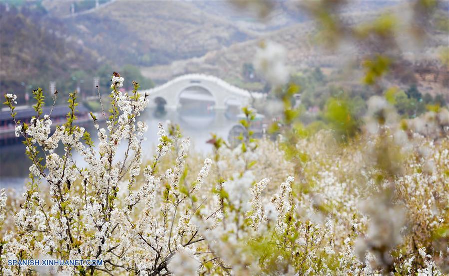 CHINA-SHAANXI-FLORES DE CEREZO