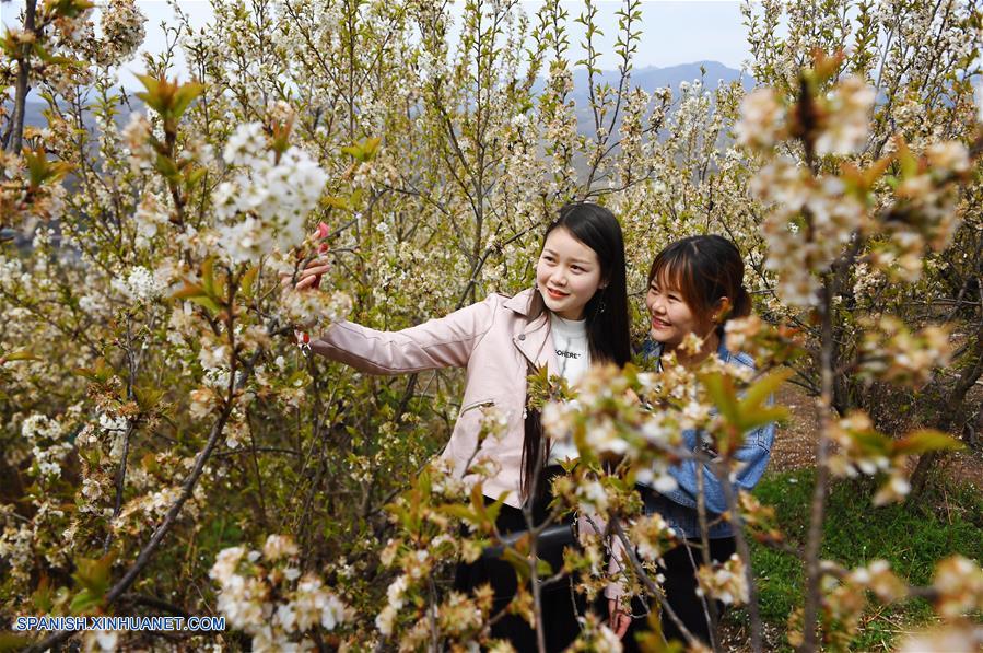 CHINA-SHAANXI-FLORES DE CEREZO
