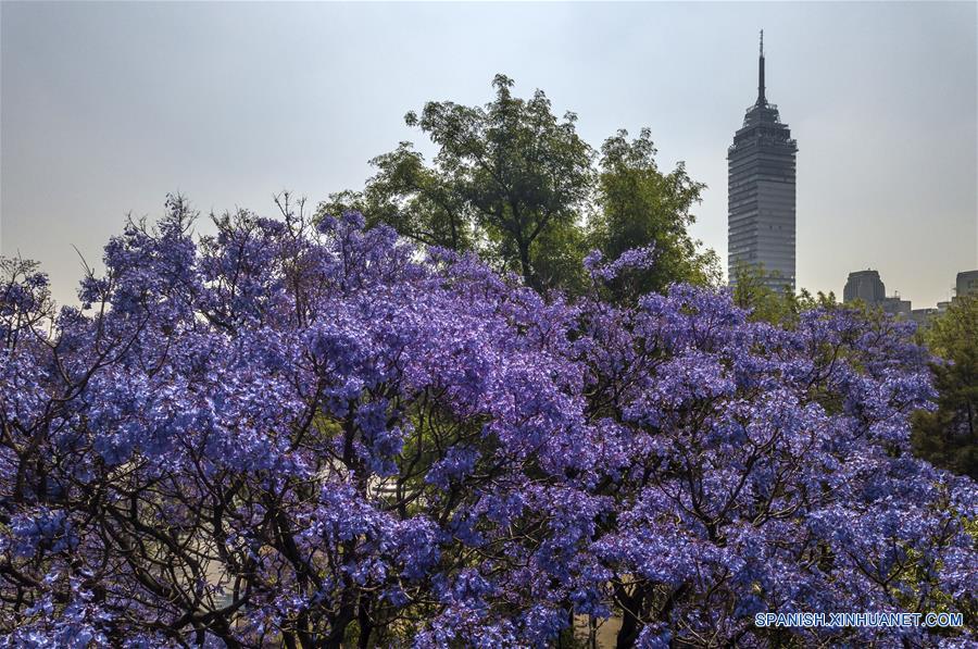 MEXICO-CIUDAD DE MEXICO-JACARANDAS-PRIMAVERA