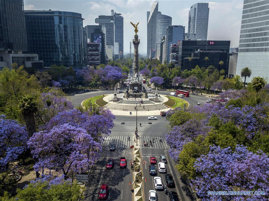 MEXICO-CIUDAD DE MEXICO-JACARANDAS-PRIMAVERA