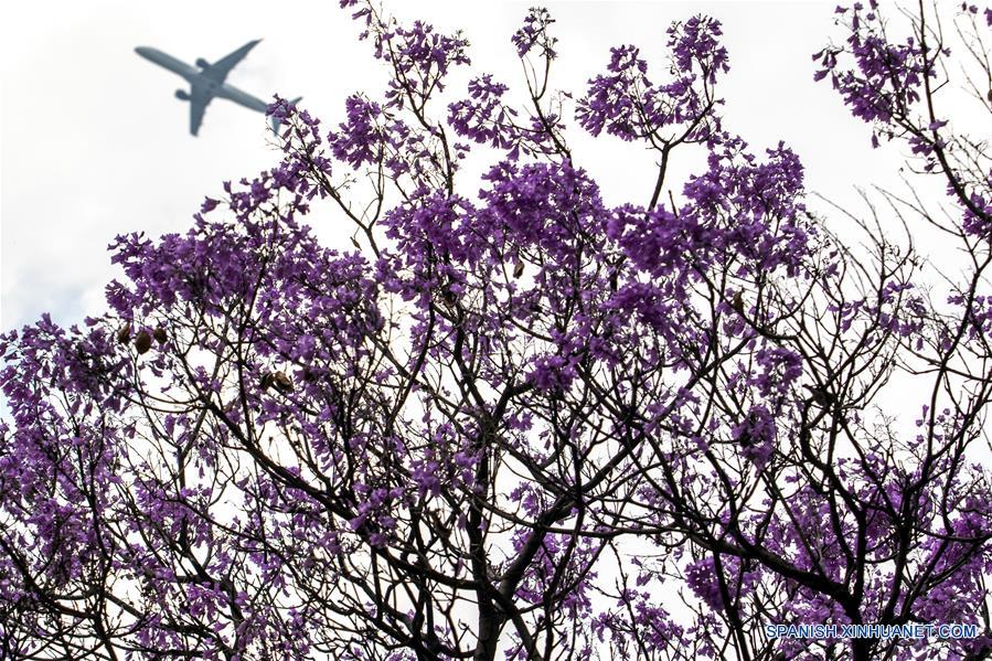 MEXICO-CIUDAD DE MEXICO-JACARANDAS-PRIMAVERA
