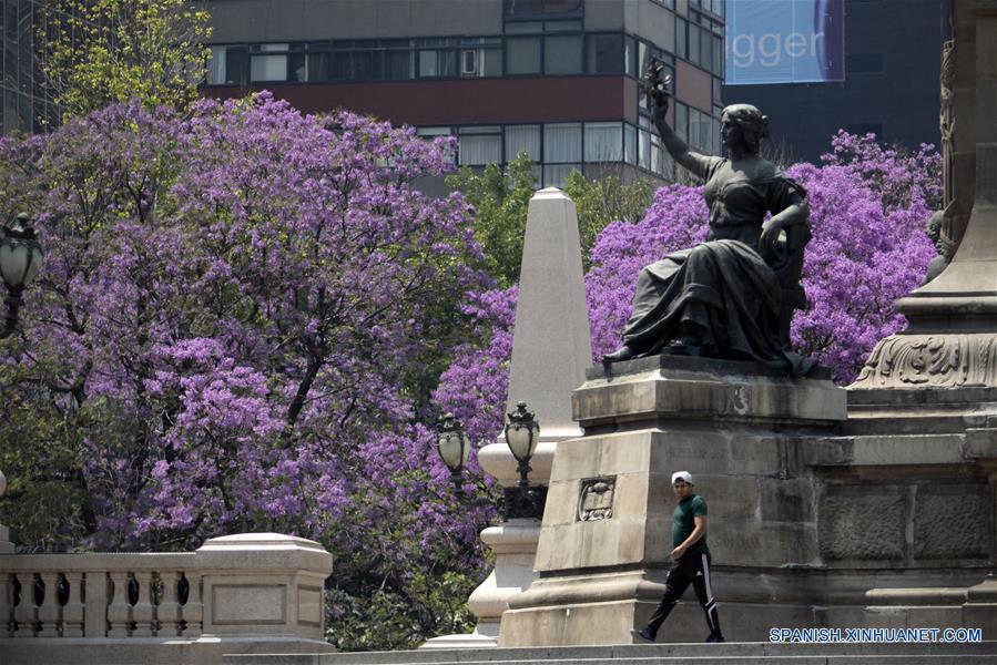MEXICO-CIUDAD DE MEXICO-JACARANDAS-PRIMAVERA