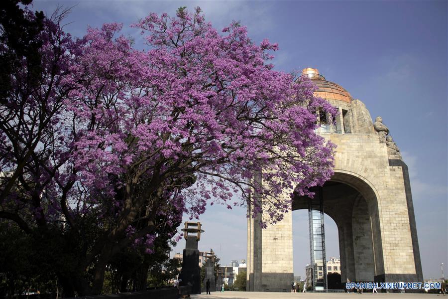 MEXICO-CIUDAD DE MEXICO-JACARANDAS-PRIMAVERA